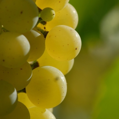 Chardonnay ANT 0935